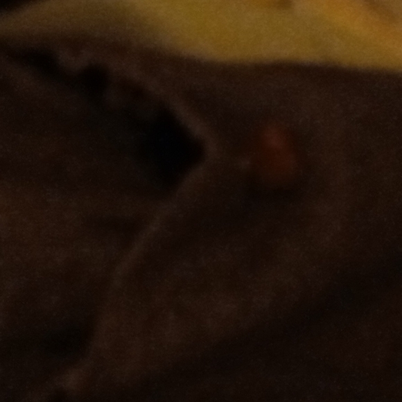 Soft Surroundings tan and brown coat - Picture 4 of 7